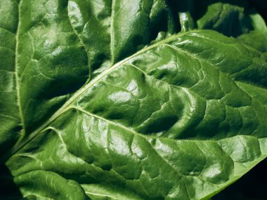 Yakın plan yeşil pancar yaprağı..