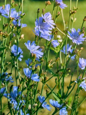 Çayırdaki hindiba çiçekleri.