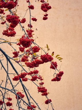 Yapraksız bir ağaçta kırmızı yaban mersini..