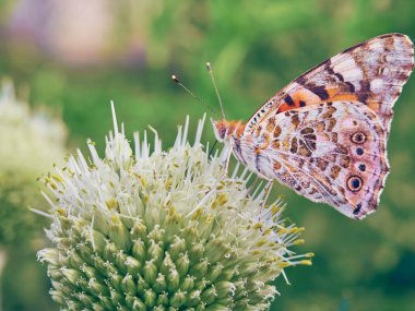 Çiçekteki renkli kelebek.