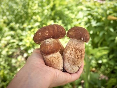 Ellerinde taze mantarlar.