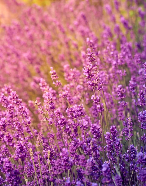 Мягкий Фокус Лавандовые Цветы — стоковое фото