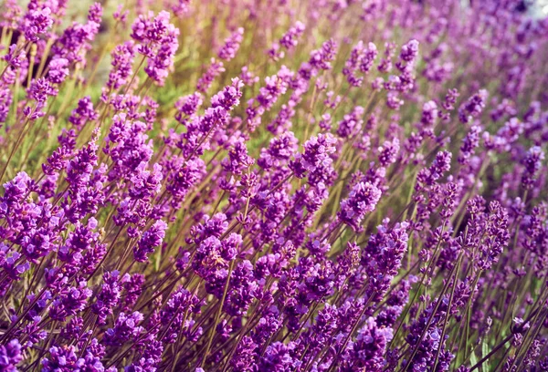 Fiori Lavanda Nel Giardino Fiorito — Foto Stock