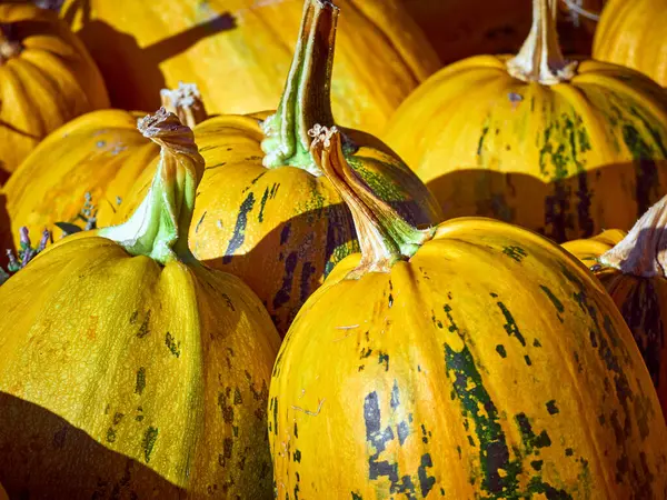 Orange Höstpumpor Gården — Stockfoto