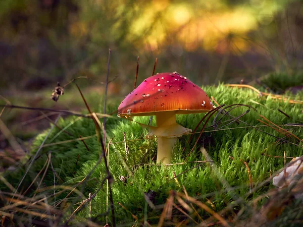 Fly Agaric Στο Φθινόπωρο Δάσος — Φωτογραφία Αρχείου