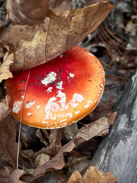 Vola Agarico Nella Foresta Autunnale — Foto Stock