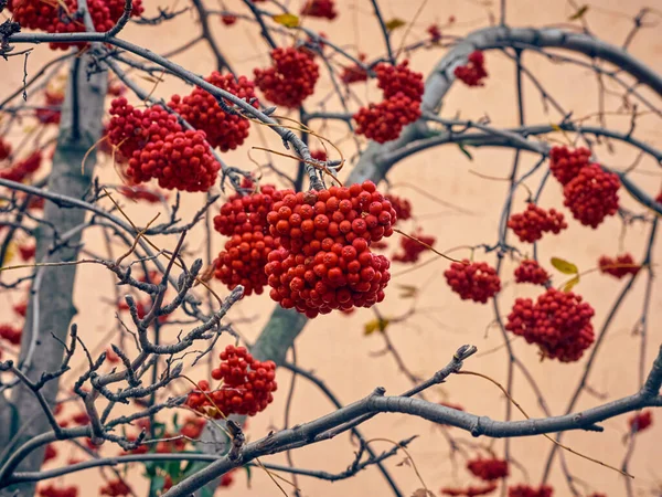 Red Rowan Berries Tree Leaves — Stock Photo, Image