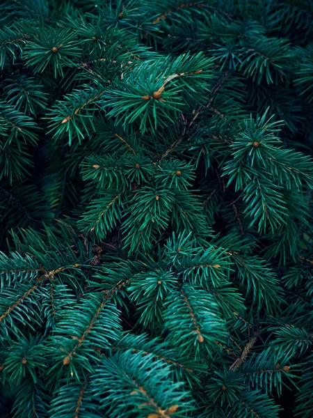 Noel ağacı dallarının arkaplanı.