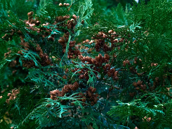 Verde Thuja Árvore Galhos Fundo — Fotografia de Stock