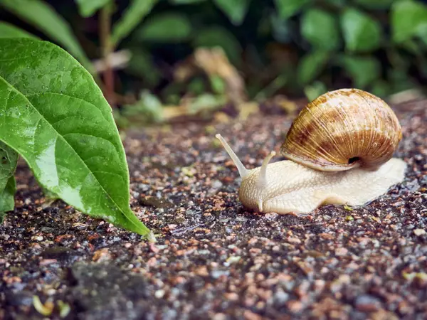 공원의 아스팔트 천천히 기어가는 달팽이 — 스톡 사진