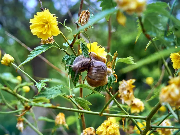 缓慢的葡萄藤蜗牛爬过黄花丛林中 — 图库照片