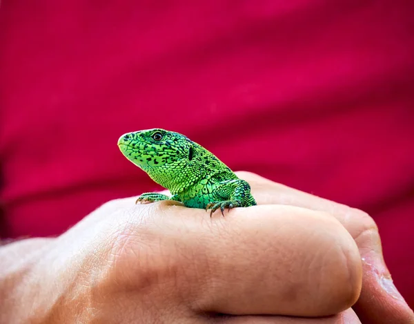 Emerald Green Lizard Sits Hand Lacerta Agilis — Stock Photo, Image