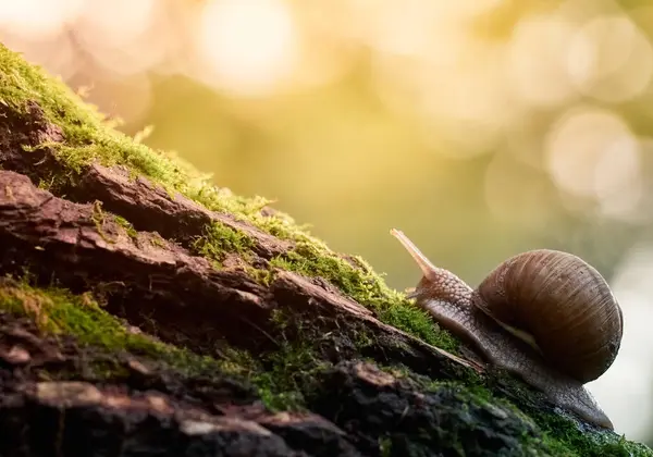 Lento Caracol Uva Trepa Por Corteza Árbol Cubierto Musgo Hermoso — Foto de Stock