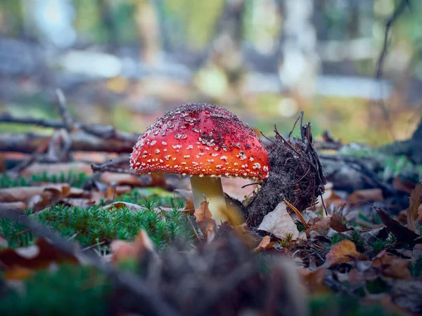 Fly Agaric Στο Φθινόπωρο Δάσος — Φωτογραφία Αρχείου