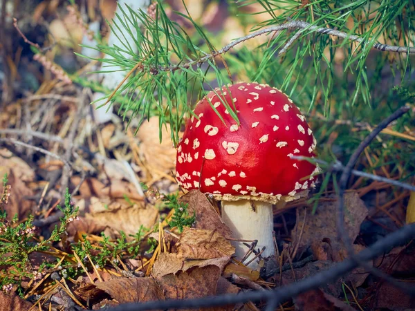 Fly Agaric Στο Φθινόπωρο Δάσος — Φωτογραφία Αρχείου