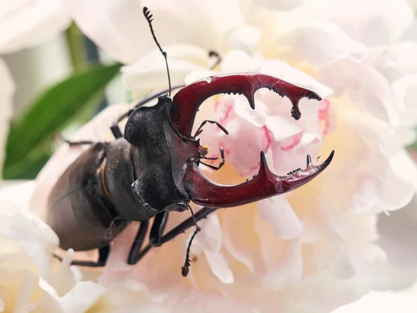 一朵花上的甲虫 — 图库照片