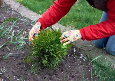 Bahçeye fidanlar ekiyorum..
