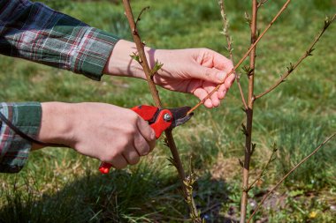 Mezhepçiler tarafından ağaçların budanması.