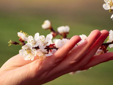 Çiçek açan kayısı dalları ellerinde..