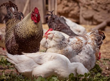 Çiftlikte bedava tavuk.