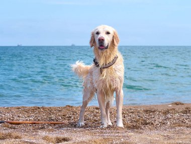 Plajda beyaz labrador av köpeği