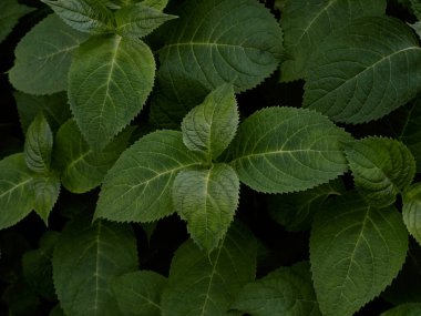 Koyu yeşil yaprakların arka planı.