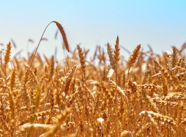Altın olgun buğday başakları.