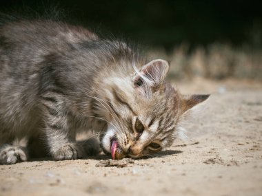 Küçük kedi bir balık yiyor..