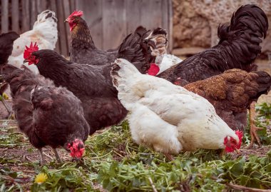 Çiftlikte bedava tavuk.