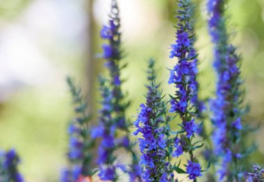 Hyssop 'un mor çiçekleri (hyssopus officinalis)