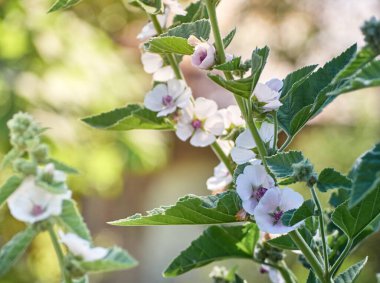 Vahşi çiçek bahçedeki Althaea ofisleri.