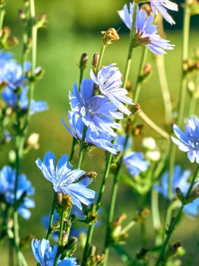 Çayırdaki hindiba çiçekleri.