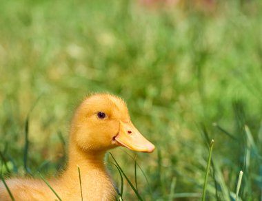 Doğuştan tatlı, genç bir ördek yavrusu..
