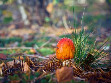 Sonbahar ormanlarında agarik uç.