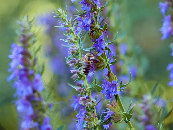 Hyssop 'un mor çiçekleri (hyssopus officinalis)