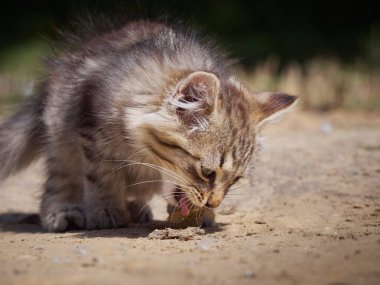 Küçük kedi bir balık yiyor..