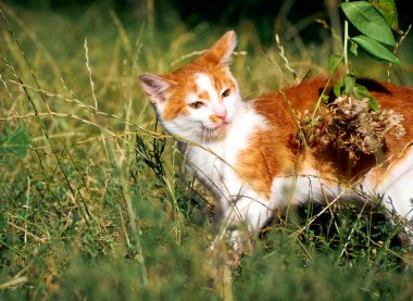 Kedi yavrusu çimenlerde oynuyor..