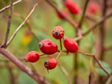 Çalı üzerinde gül kalça yakın plan.
