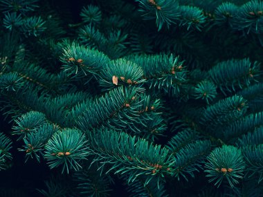 Noel ağacı dallarının arkaplanı.