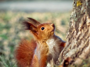 Parktaki şirin sincap..
