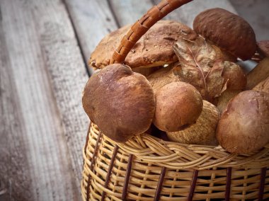 Sepette taze mantarlar.