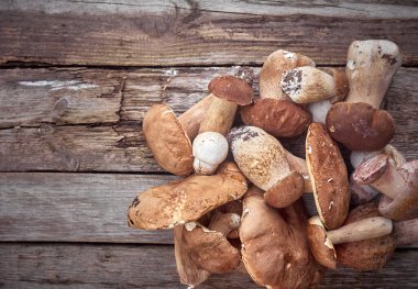 Ahşap arka planda Boletus mantarları.