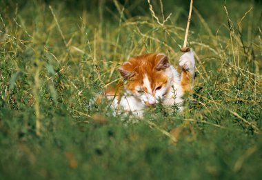 Kedi yavrusu çimenlerde oynuyor..