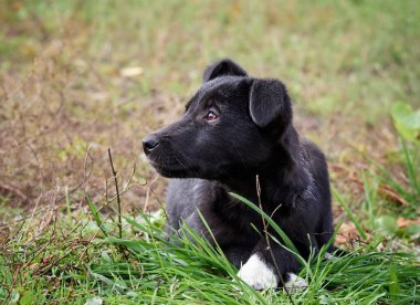 Çimlerde siyah köpek yavrusu .