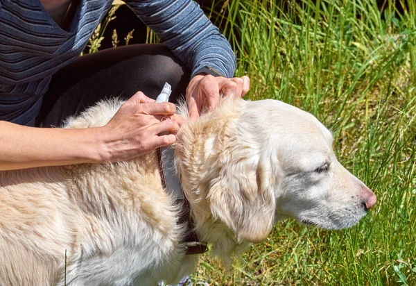 Veteriner evcil hayvanın kürkünde parazit olup olmadığını kontrol eder. Pire ve kene kovucu köpeğin kurusuna damlar..