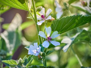Vahşi çiçek bahçedeki Althaea ofisleri.