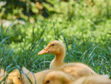 Doğal bir geçmişi olan sevimli ördek yavruları..