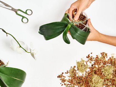 Evde orkide nakli yapan kadın.