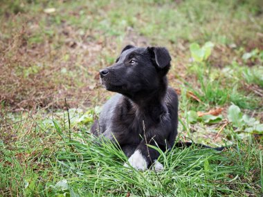 Çimlerde siyah köpek yavrusu .