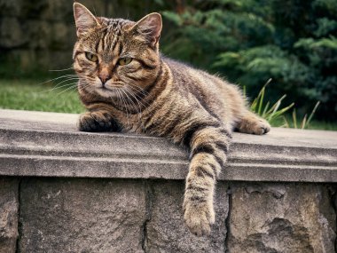 Parktaki sevimli sokak kedisi..